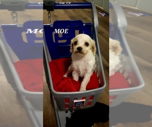 Cavapoo (Miniature) Puppy for Sale in WENTWORTH, Missouri USA