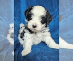 Small Photo #7 Morkie Puppy For Sale in HOLLAND, MI, USA