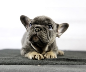 French Bulldog Puppy for sale in BROOKLYN, NY, USA