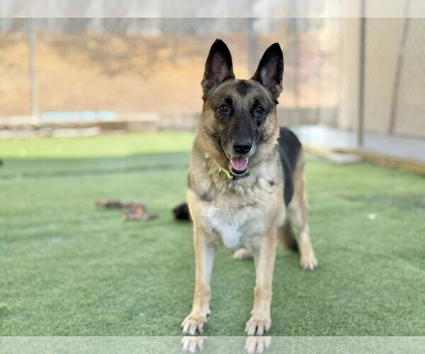 Medium Photo #1 German Shepherd Dog Puppy For Sale in San Diego, CA, USA