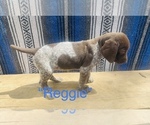 Small Photo #5 German Shorthaired Pointer Puppy For Sale in GRAND ISLAND, NE, USA