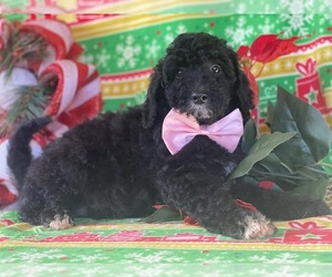 Poodle (Miniature) Puppy for sale in LANCASTER, PA, USA
