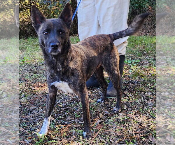 Medium Photo #1 Mutt Puppy For Sale in Wetumpka, AL, USA