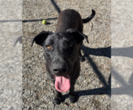 Small #8 Great Dane Mix