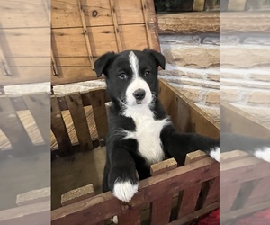 Border Collie Puppy for Sale in LOMA, Colorado USA