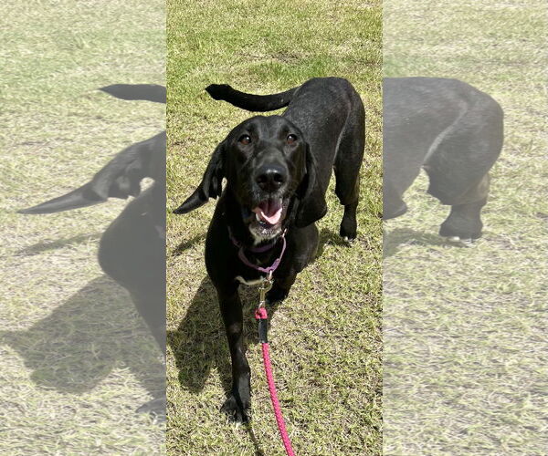 Medium Photo #4 Mutt Puppy For Sale in Munford, TN, USA