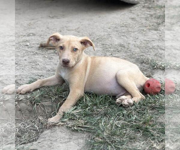 Medium Photo #4 Australian Shepherd-Unknown Mix Puppy For Sale in Yardley, PA, USA