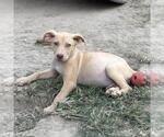 Small #3 Australian Shepherd Mix