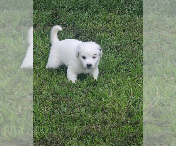 Medium Photo #3 Australian Shepherd Puppy For Sale in Brewster, NY, USA