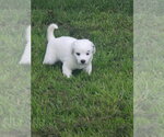 Small #2 Australian Shepherd
