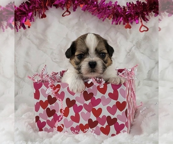 Medium Photo #1 Zuchon Puppy For Sale in ARTHUR, IL, USA