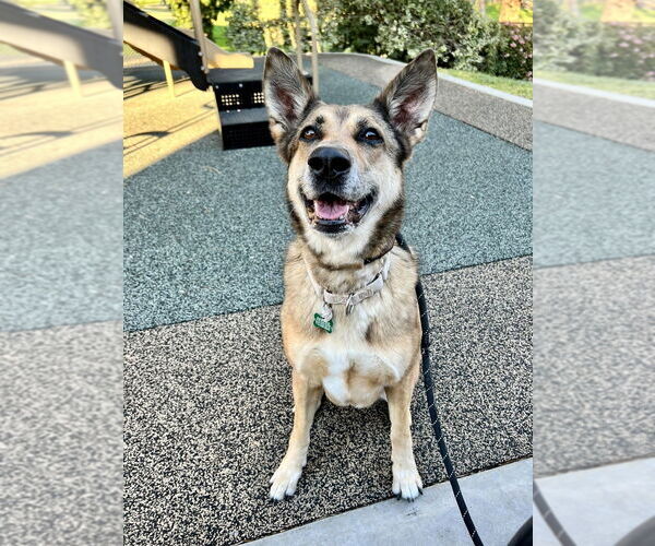 Medium Photo #2 Australian Shepherd-German Shepherd Dog Mix Puppy For Sale in Dana Point, CA, USA