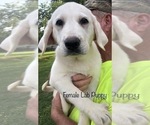 Small Photo #2 Labrador Retriever Puppy For Sale in GAFFNEY, SC, USA