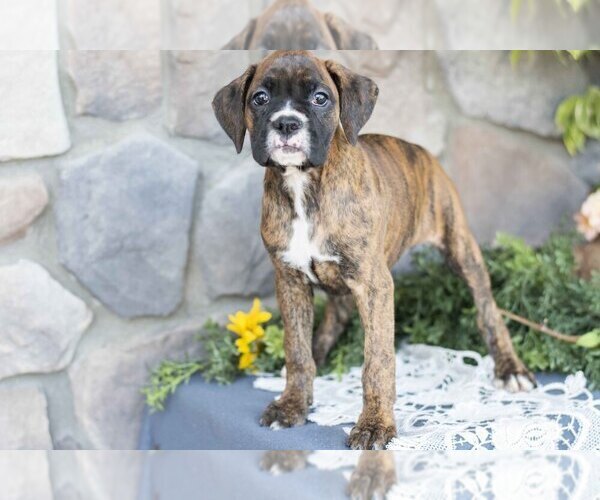 Medium Photo #1 Boxer Puppy For Sale in SHILOH, OH, USA