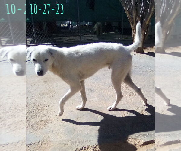 Medium Photo #6 Mutt Puppy For Sale in Apple Valley, CA, USA