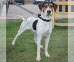 Small #7 Treeing Walker Coonhound