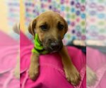 Small Photo #6 Labrador Retriever Puppy For Sale in Orangeburg, SC, USA