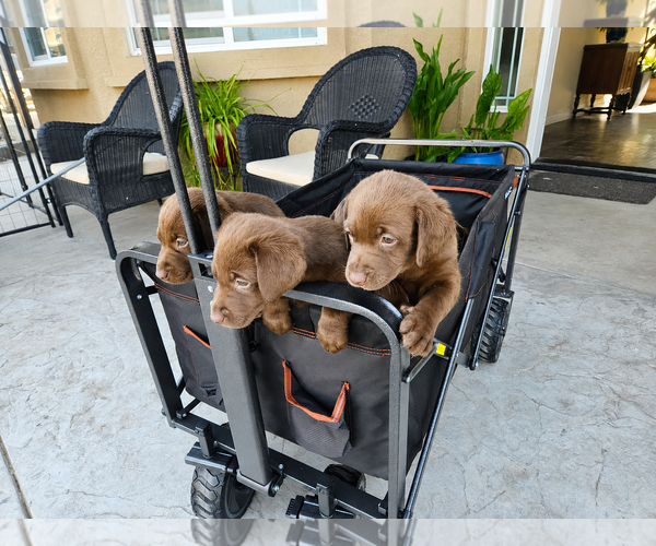 Medium Photo #3 Labrador Retriever Puppy For Sale in Clovis, CA, USA