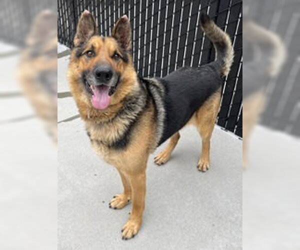 Medium Photo #1 German Shepherd Dog Puppy For Sale in Salinas, CA, USA