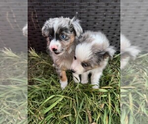 Miniature Australian Shepherd Puppy for sale in PEYTON, CO, USA