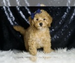 Small #4 Poodle (Toy)
