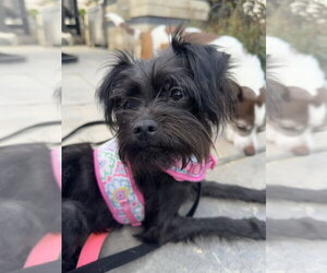 Kibble - Female Mutt Dog for Adoption - Photo #6