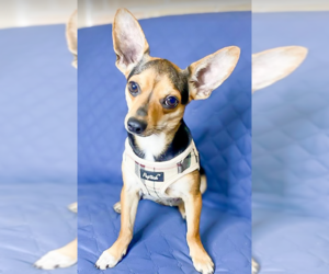 Chihuahua-Unknown Mix Dogs for adoption in Cranston, RI, USA
