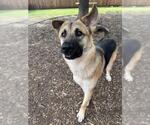 Small German Shepherd Dog Mix