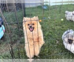 Small Photo #1 Pomeranian Puppy For Sale in DANVILLE, IN, USA