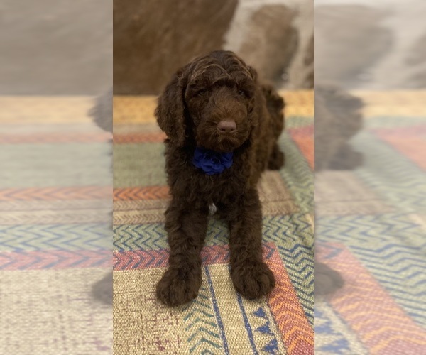 Medium Photo #1 Goldendoodle Puppy For Sale in CANTON, TX, USA