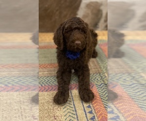 Medium Goldendoodle