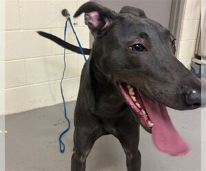 Labmaraner Dogs for adoption in Sanford, FL, USA