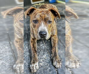 American Pit Bull Terrier-Unknown Mix Dogs for adoption in Boston, MA, USA