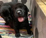 Small Photo #3 Labrador Retriever Puppy For Sale in INDIANA, PA, USA