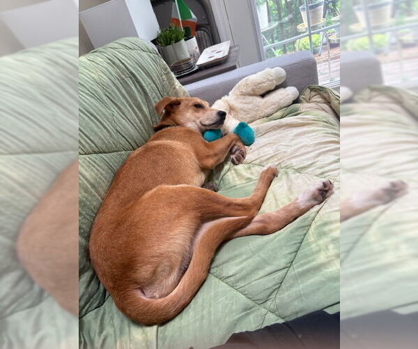 Medium Photo #5 Mutt Puppy For Sale in Rockaway, NJ, USA