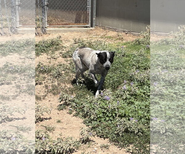 Medium Photo #3 Mutt Puppy For Sale in Amarillo, TX, USA