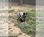 Small #2 Mutt