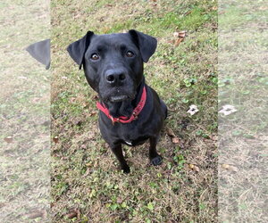 Chloe - Female Labrador Retriever-Staffordshire Bull Terrier Mix Dog for Adoption - Photo #3