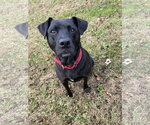 Small Photo #3 Labrador Retriever-Staffordshire Bull Terrier Mix Puppy For Sale in Monkton, MD, USA