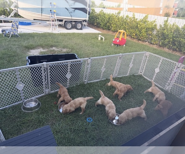 Medium Photo #6 Golden Retriever Puppy For Sale in CAPE CORAL, FL, USA
