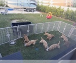 Litter of 8 - Male(s) and Female(s) Golden RetrieverLitter of Puppies for Sale - Photo #6