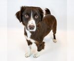 Small #5 Boykin Spaniel-English Springer Spaniel Mix