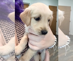 Golden Retriever Puppy for sale in BREMEN, IN, USA