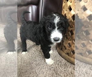 Sheepadoodle Puppy for sale in RIVER FALLS, WI, USA