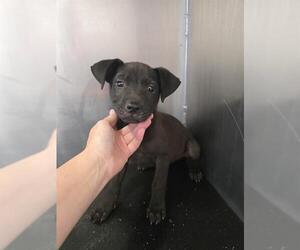 Labrador Retriever-Unknown Mix Dogs for adoption in Conroe, TX, USA