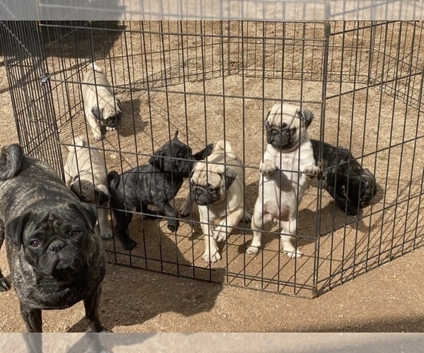 Medium Photo #5 Pug Puppy For Sale in SCOTTSDALE, AZ, USA
