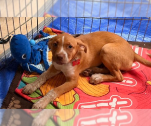 Boxer-Unknown Mix Dogs for adoption in San Diego, CA, USA
