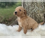 Small Photo #9 Goldendoodle Puppy For Sale in CANON, GA, USA