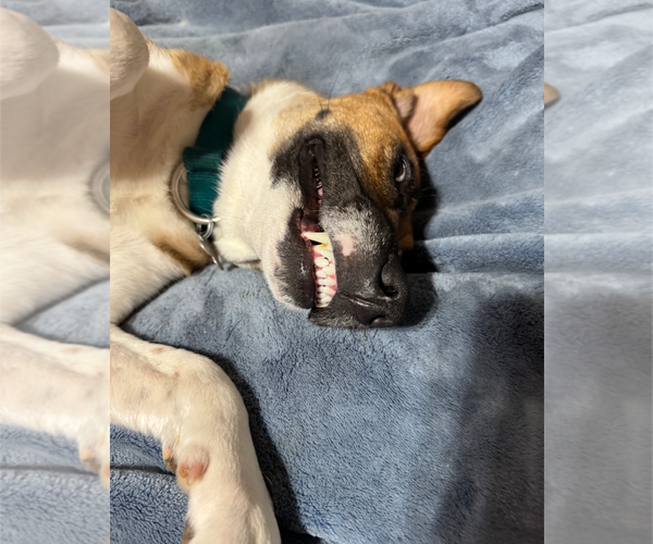 Medium Photo #5 Mutt Puppy For Sale in Holly Springs, NC, USA