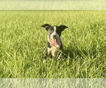 Small #5 Labrador Retriever Mix